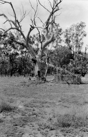 BUSH GRAVE